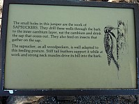 grand canyon nord (71).JPG